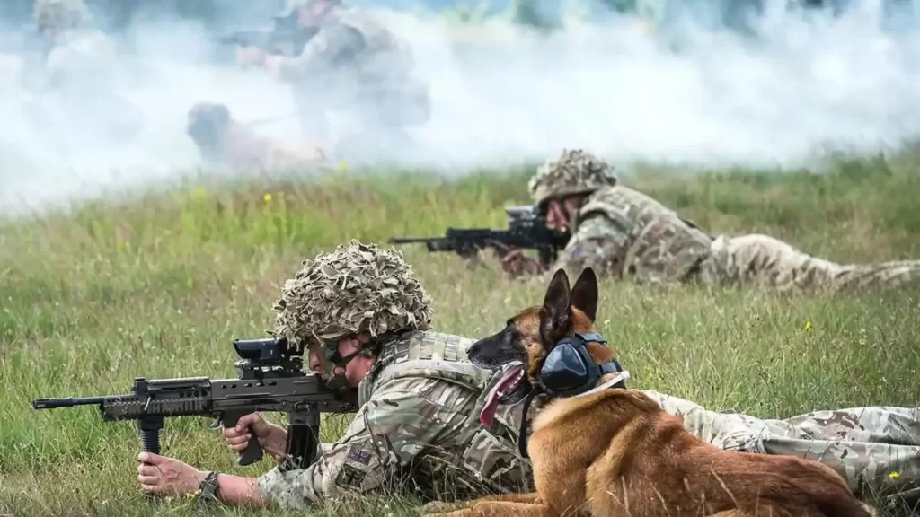 About us 19 Dog training special need