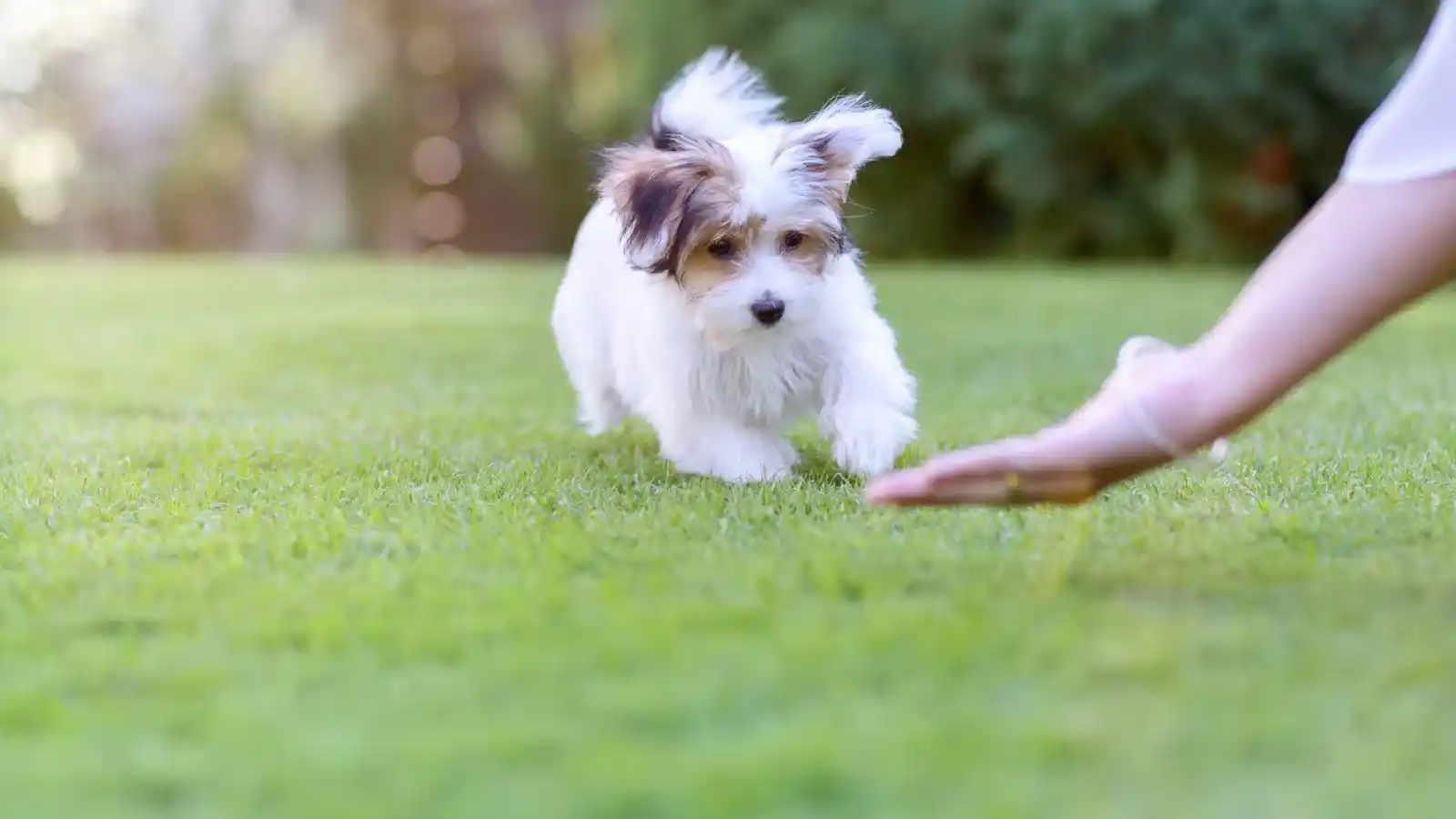 train a dog for basics