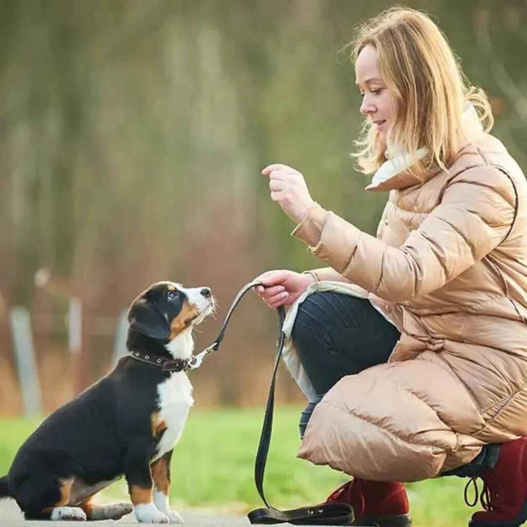 Dog training commands