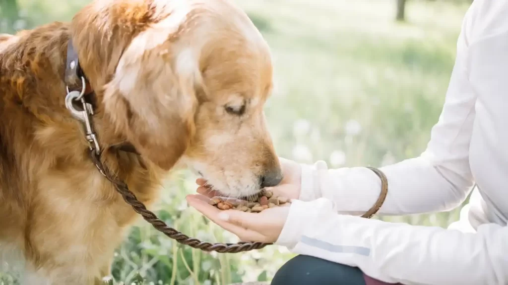 36 Essentials Dog Training Commands 10 dog training commands
