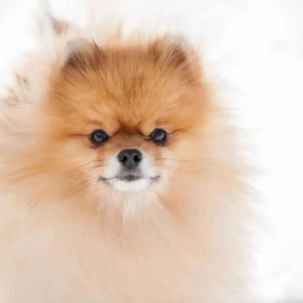36 Essentials Dog Training Commands 16 speak