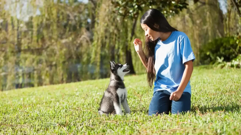 Dog Commands in Several Languages 3 dog commands in different languages