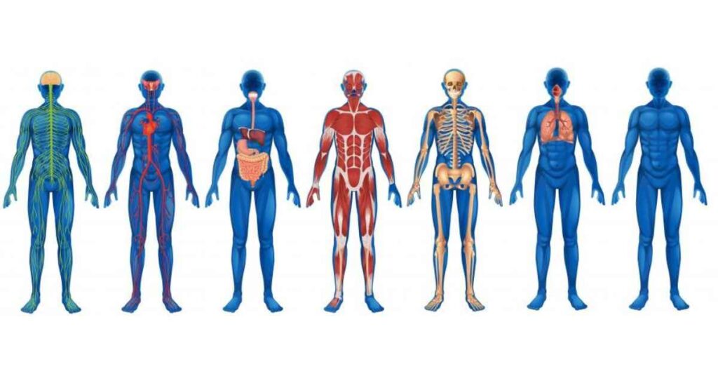 Anatomy and Physiology MCQs for GDMO Tests 6 anatomy and physiology mcqs