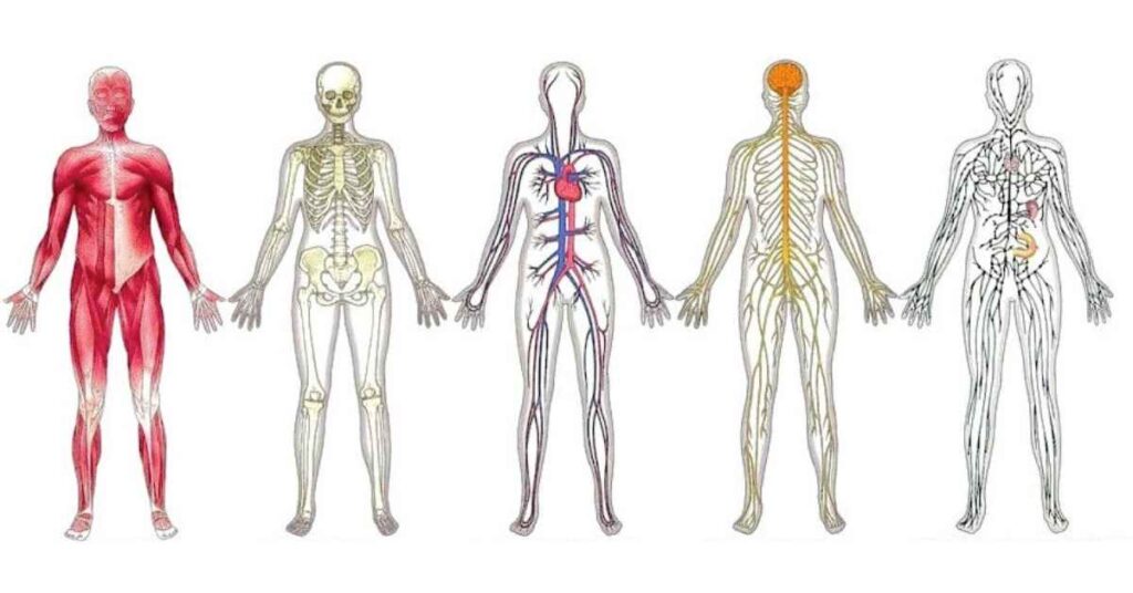 Anatomy and Physiology MCQs for GDMO Tests 8 anatomy mcqs
