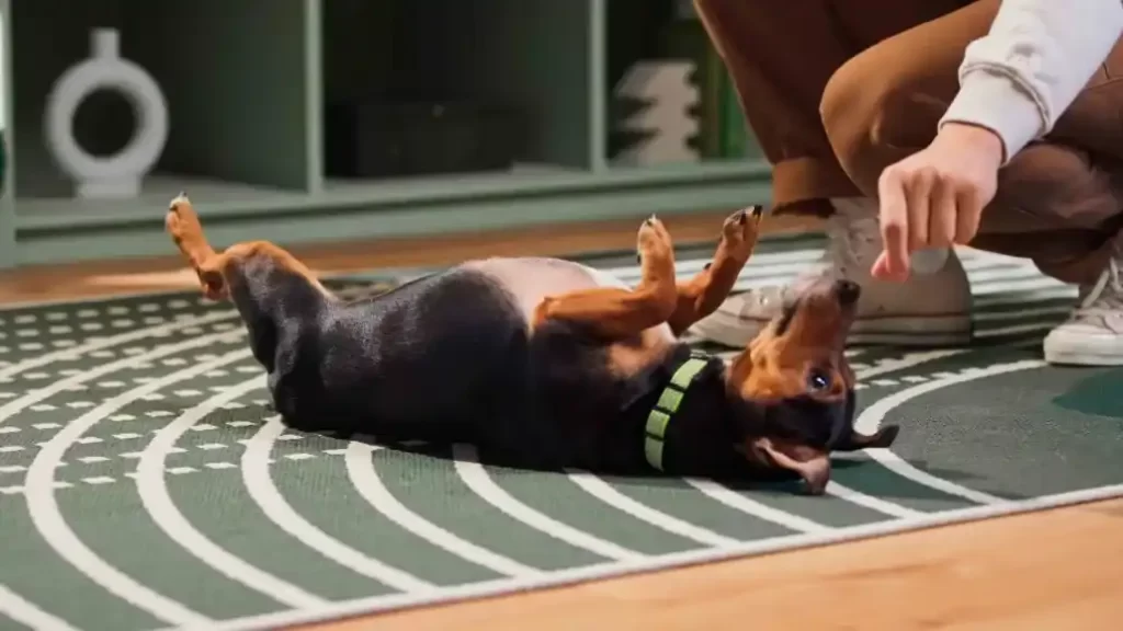 Train Your Dog to Roll Over 5 Dog to Roll Over