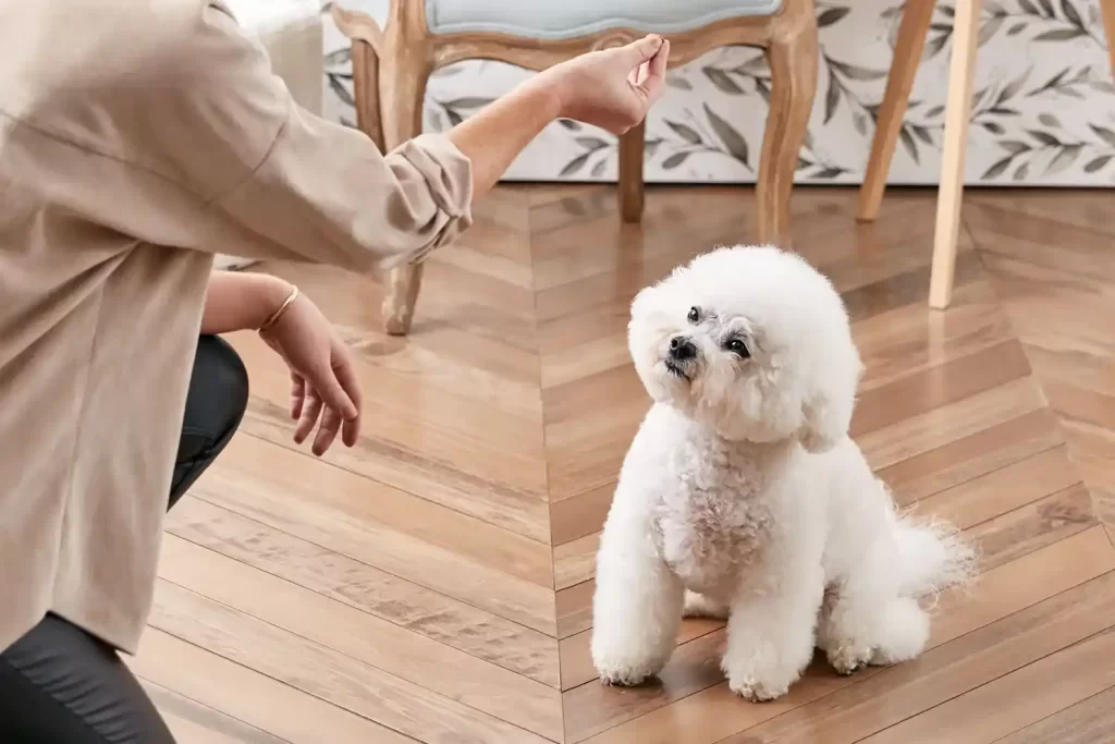 Train Your Dog to Stay 2 Dog to Stay