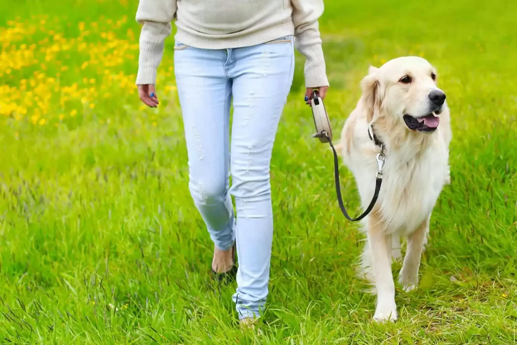 Train Your Dog to Heel 4 How to train your Dog to Heel